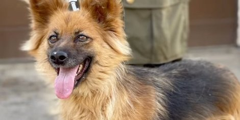 Rescue of animals from frontline areas continues (Photo: Animal Rescue Kharkiv, Ukraine)