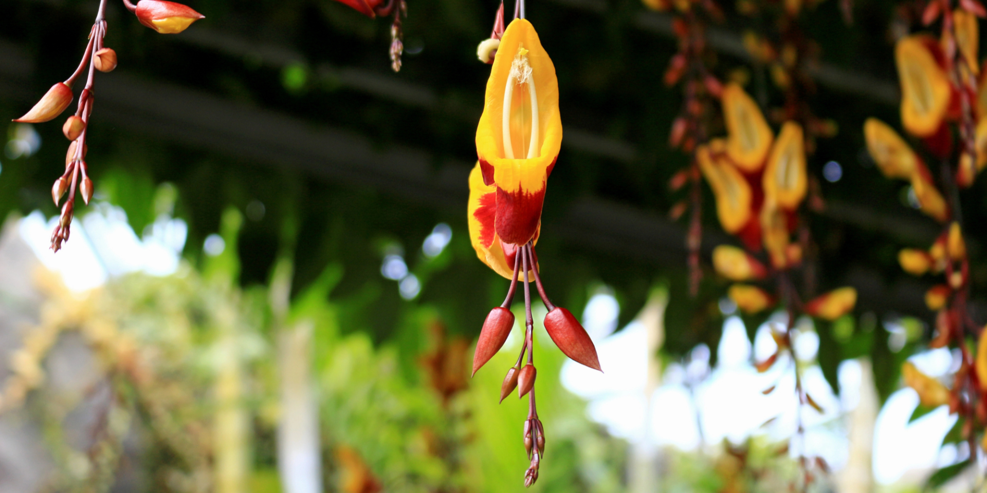 Квітуча ліана Thunbergia mysolensis (Фото: kazwako/Depositphotos)