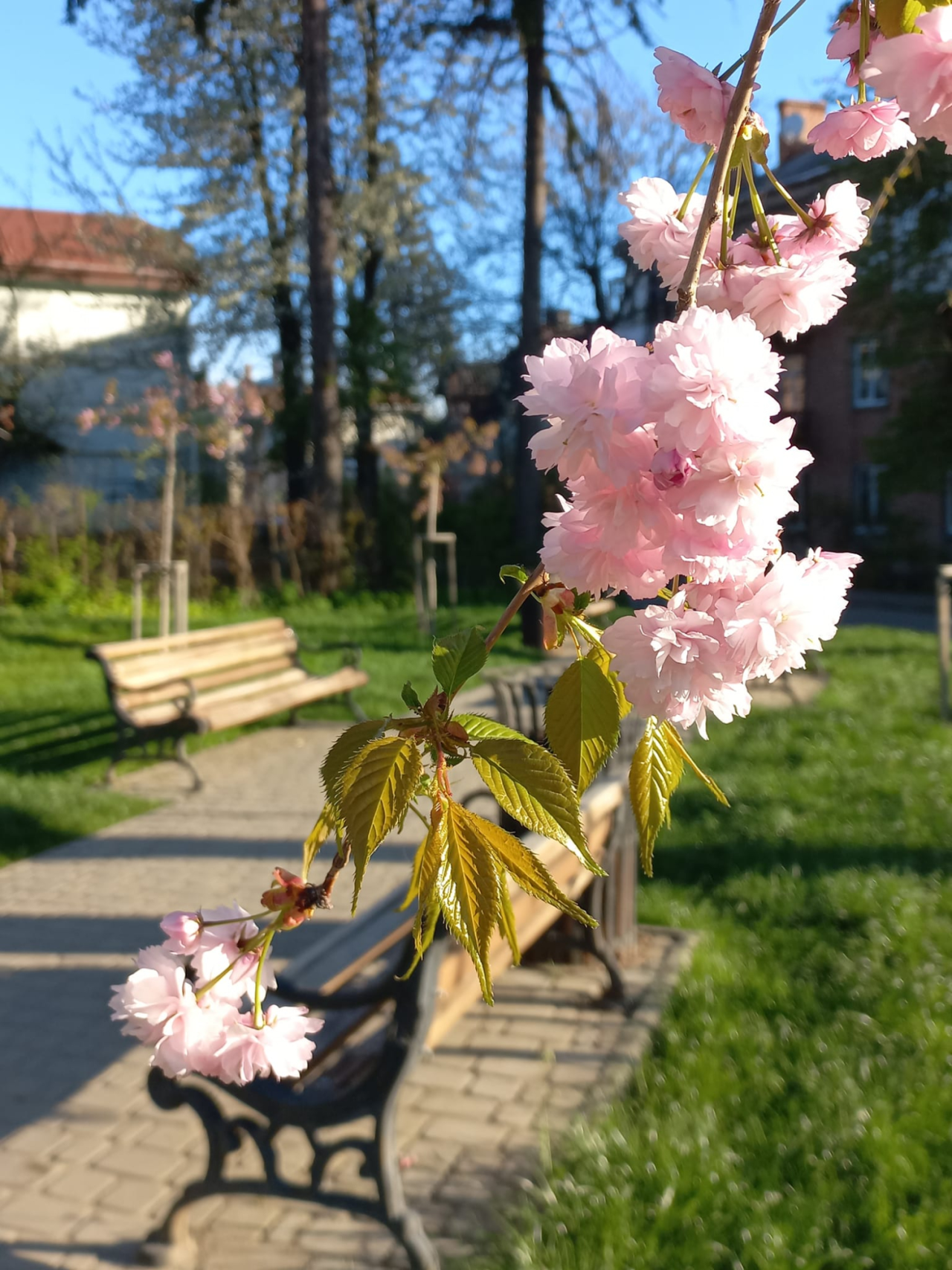 Черновицкая сакура (Фото: Черновицкий городской совет)